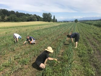 Wenn die Mulchschicht zu dünn ist, muss auch mal von Hand gejätet werden, wie hier beim Zwiebelfeld von SlowGrow (Juli 2021)