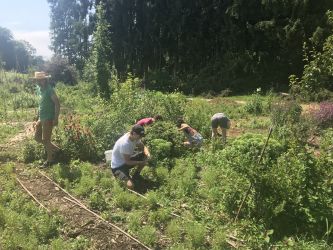 Bei der Arbeit im Permakulturgarten des Birchhofs (Juli 2021)