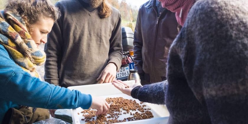 Gesammelte Erdmandeln bei SlowGrow (Nov. 2019)